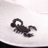 black scorpion