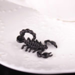 Dámské peckové naušnice ve tvaru štíra - Black-scorpion