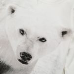 Kojenecký - batolecí overal s potiskem ledního medvěda - As-pic, 13-18-mesicu